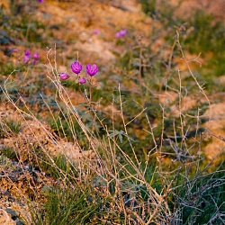 Aral Sea Flowers