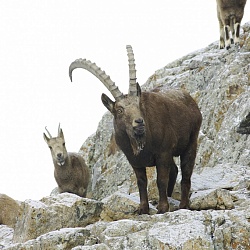 mountain goats