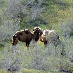 Camels, Aydarkul