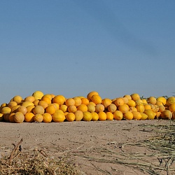 Melons