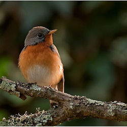 Flycatcher, Kashmir