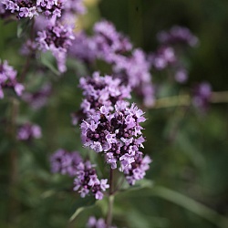 Karkara flowers