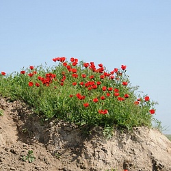 Tulips, Ala Archa