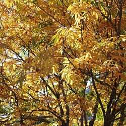 Autumn in Pakistan