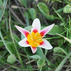 Aksu Djabagly flower